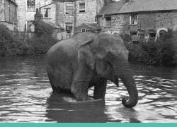 Bathing Elephant