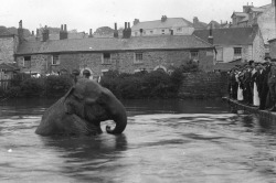 Circus Elephant